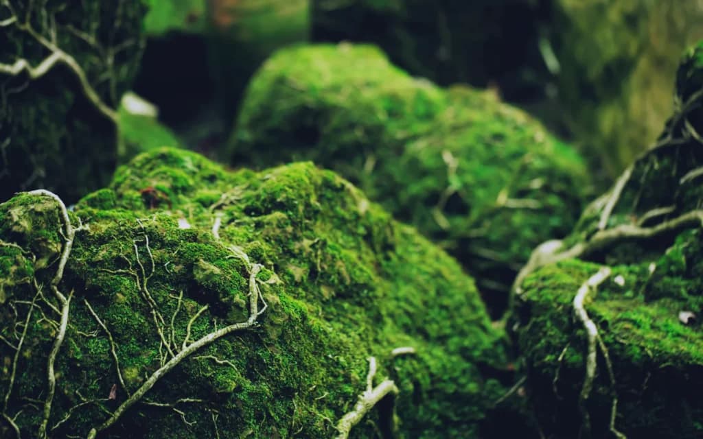 Grounding skjermbilde 2 - Helse & Velvære